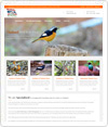 Thailand Bird Watching and Photography Tours